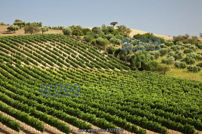 : Spain, Andalusia, Cadiz Province. Vineyard : Spain, Andalusia, Cadiz Province. Vineyard