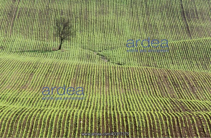 : SPAIN - ANDALUSIA, cultivation of beetroot : SPAIN - ANDALUSIA, cultivation of beetroot