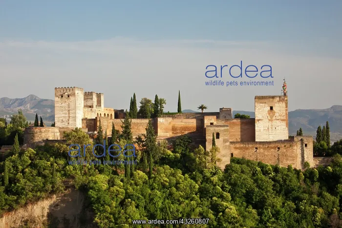  : Spain, Andalusia, Granada Province, Granada