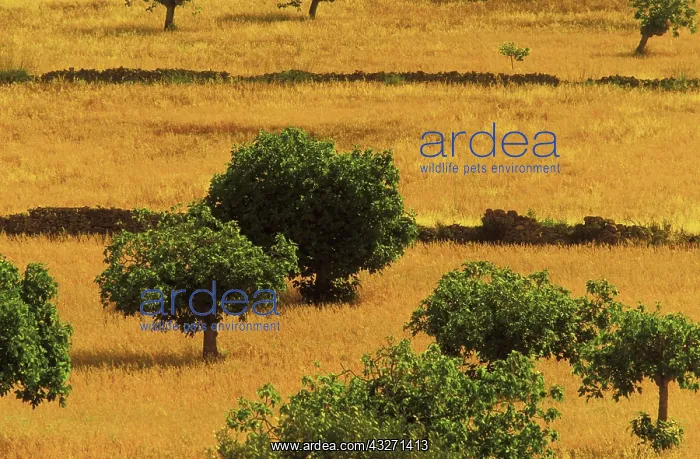  : Spain, Balearics, Ibiza, Santa Agnes. Olive