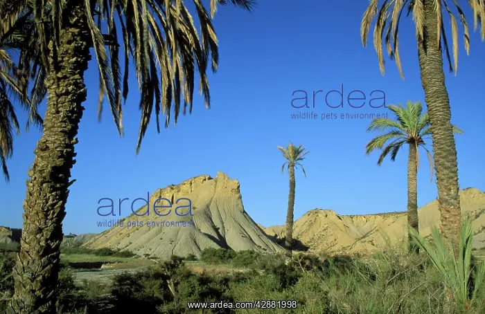 : Spain - Bare ridges of eroded sandstone and palm : Spain - Bare ridges of eroded sandstone and palm