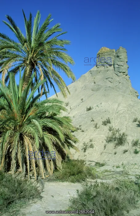 : Spain - Bare ridges of eroded sandstone and palm : Spain - Bare ridges of eroded sandstone and palm