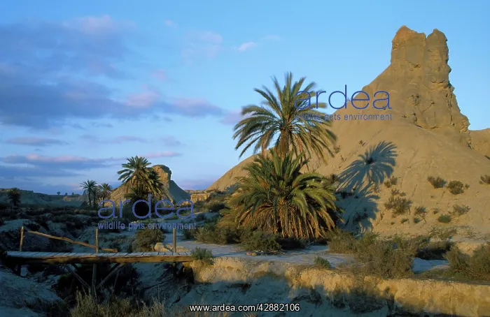 : Spain - Bare ridges of eroded sandstone and palm : Spain - Bare ridges of eroded sandstone and palm