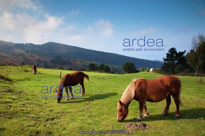 : Spain, Basque Country Region, Guipuzcoa : Spain, Basque Country Region, Guipuzcoa