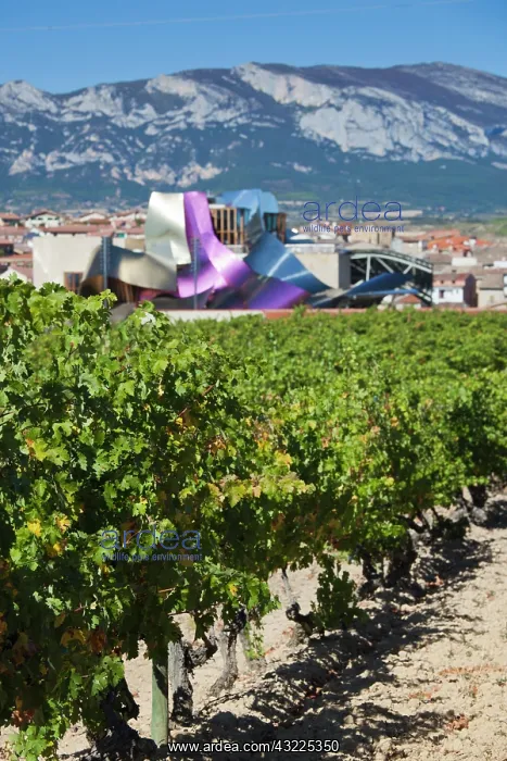 : Spain, Basque Country Region, La Rioja Area : Spain, Basque Country Region, La Rioja Area