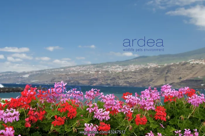 : Spain, Canary Islands, Tenerife. City of : Spain, Canary Islands, Tenerife. City of