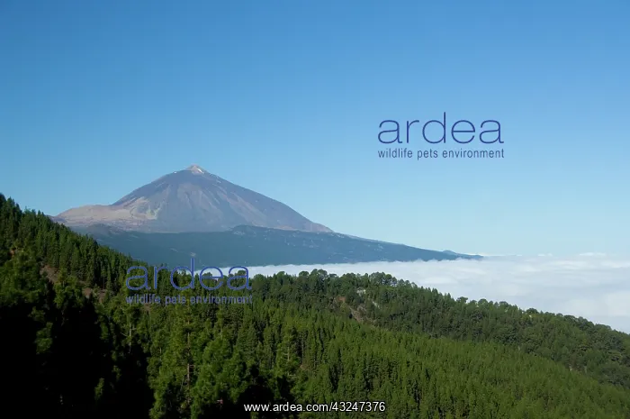 : Spain, Canary Islands, Tenerife. Las Canadas : Spain, Canary Islands, Tenerife. Las Canadas