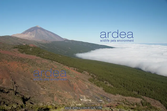: Spain, Canary Islands, Tenerife. Las Canadas : Spain, Canary Islands, Tenerife. Las Canadas