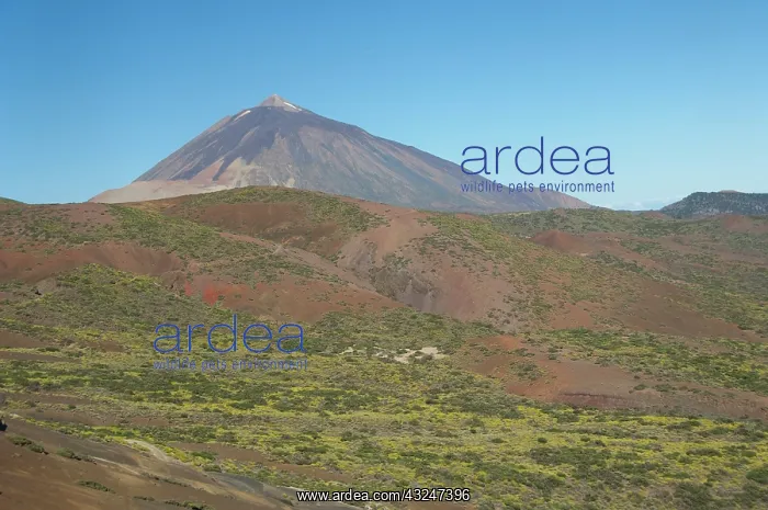  : Spain, Canary Islands, Tenerife. Las Canadas
