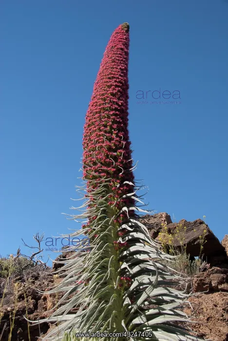 : Spain, Canary Islands, Tenerife. Las Canadas : Spain, Canary Islands, Tenerife. Las Canadas
