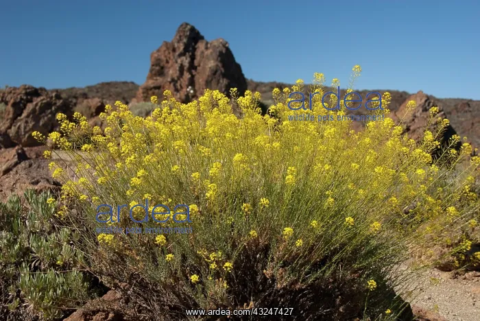 : Spain, Canary Islands, Tenerife. Las Canadas : Spain, Canary Islands, Tenerife. Las Canadas