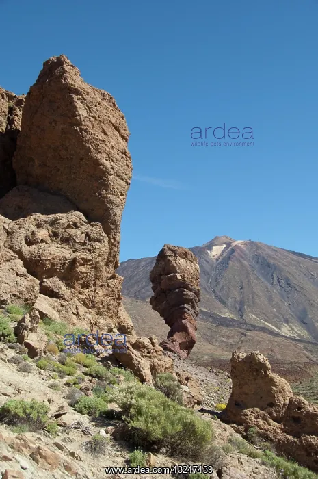 : Spain, Canary Islands, Tenerife. Las Canadas : Spain, Canary Islands, Tenerife. Las Canadas