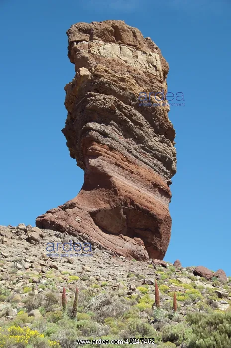 : Spain, Canary Islands, Tenerife. Las Canadas : Spain, Canary Islands, Tenerife. Las Canadas