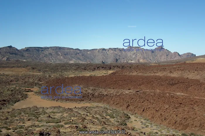: Spain, Canary Islands, Tenerife. Las Canadas : Spain, Canary Islands, Tenerife. Las Canadas
