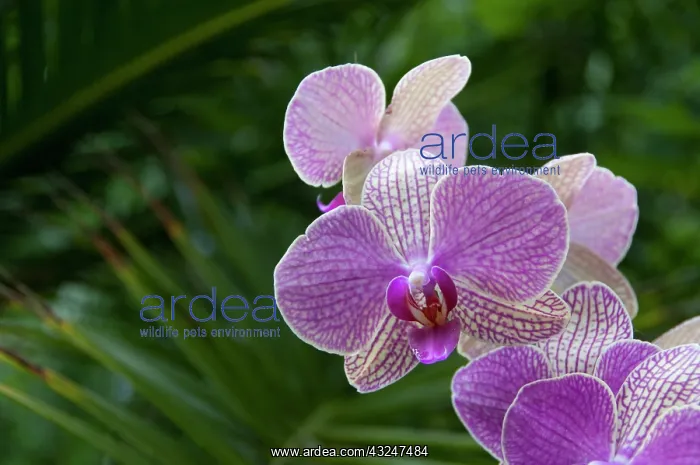  : Spain, Canary Islands, Tenerife. Puerto