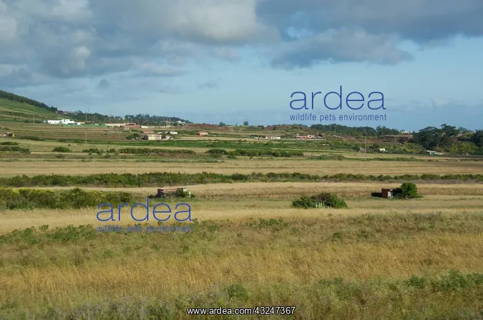 : Spain, Canary Islands, Tenerife. Typical : Spain, Canary Islands, Tenerife. Typical