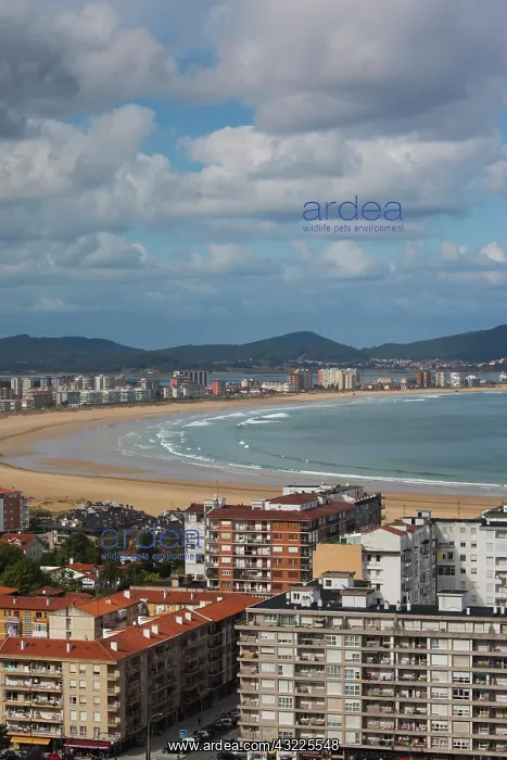 : Spain, Cantabria Region, Cantabria Province : Spain, Cantabria Region, Cantabria Province