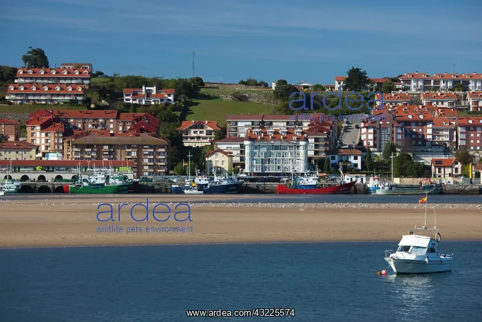 : Spain, Cantabria Region, Cantabria Province : Spain, Cantabria Region, Cantabria Province