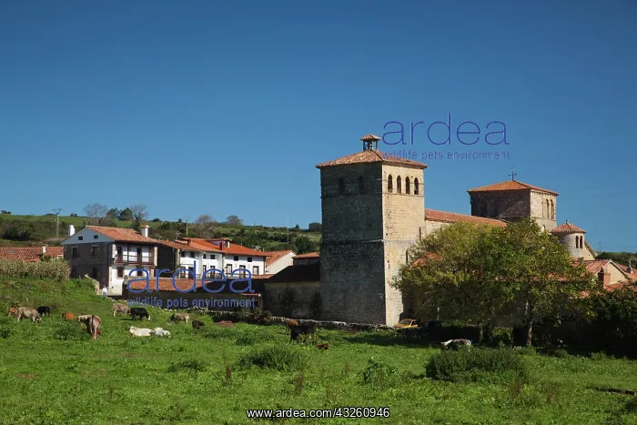 : Spain, Cantabria Region, Cantabria Province : Spain, Cantabria Region, Cantabria Province