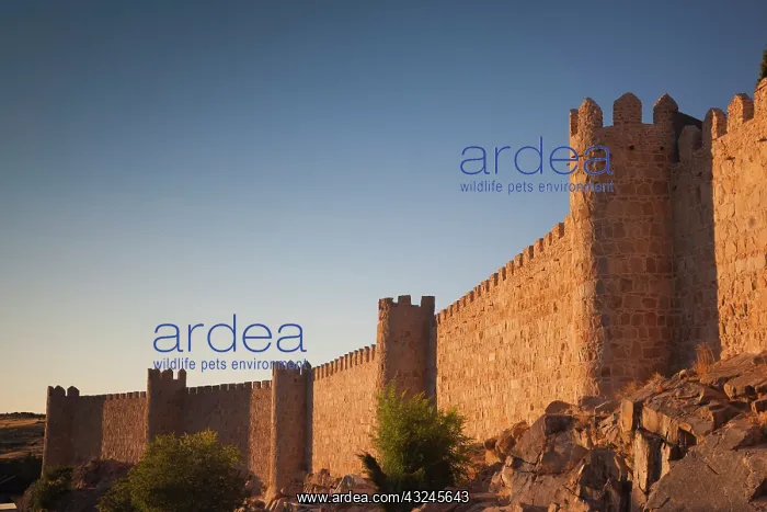 : Spain, Castilla y Leon Region, Avila Province : Spain, Castilla y Leon Region, Avila Province