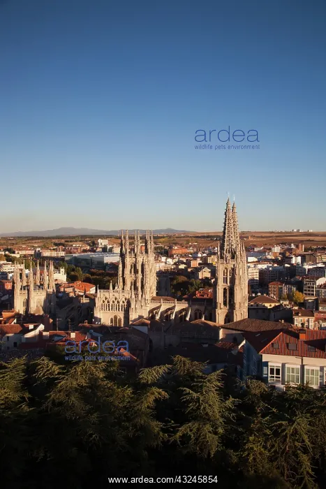 : Spain, Castilla y Leon Region, Burgos Province : Spain, Castilla y Leon Region, Burgos Province