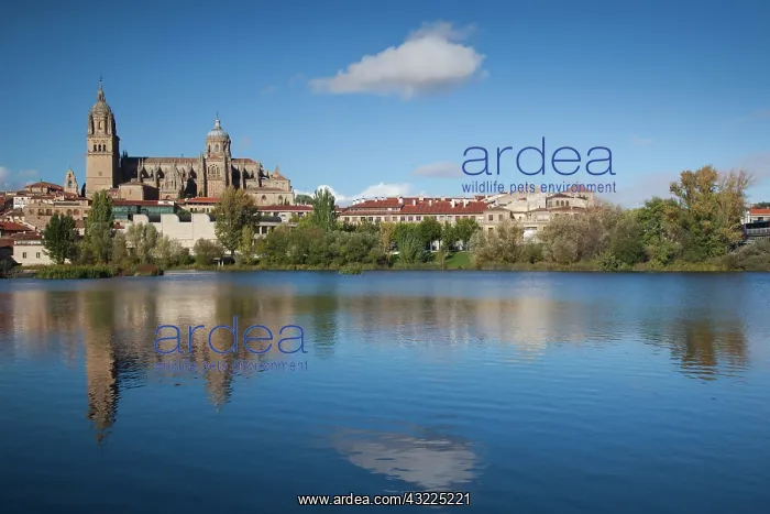 : Spain, Castilla y Leon Region, Salamanca : Spain, Castilla y Leon Region, Salamanca