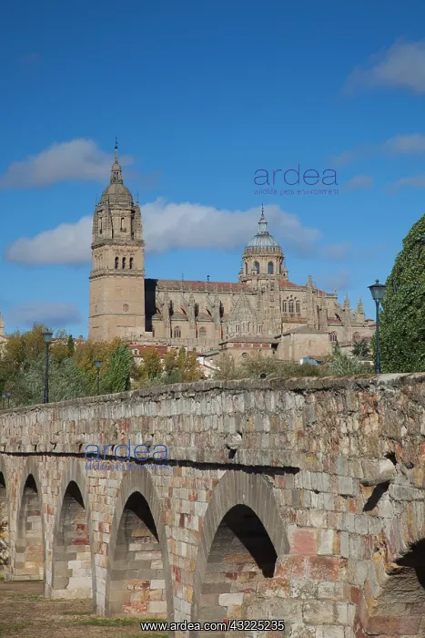 : Spain, Castilla y Leon Region, Salamanca : Spain, Castilla y Leon Region, Salamanca