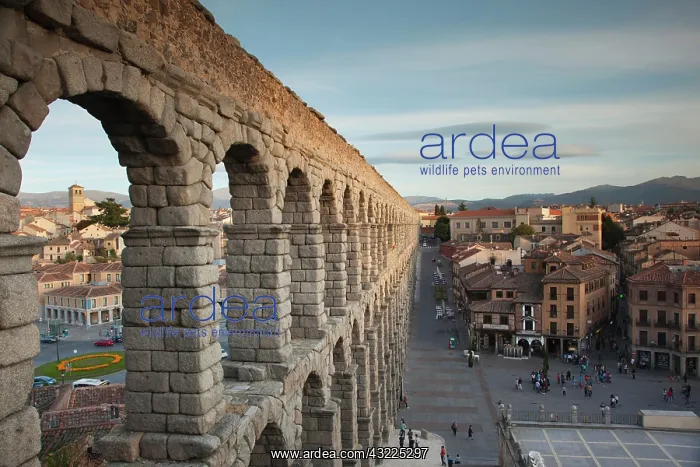 : Spain, Castilla y Leon Region, Segovia Province : Spain, Castilla y Leon Region, Segovia Province