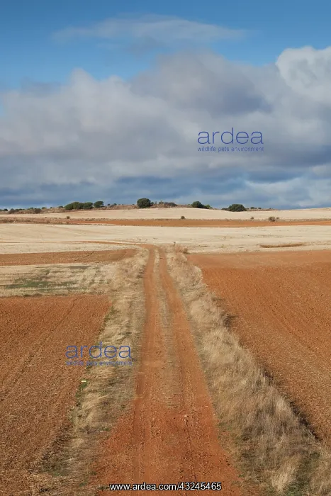 : Spain, Castilla y Leon Region, Zamora Province : Spain, Castilla y Leon Region, Zamora Province
