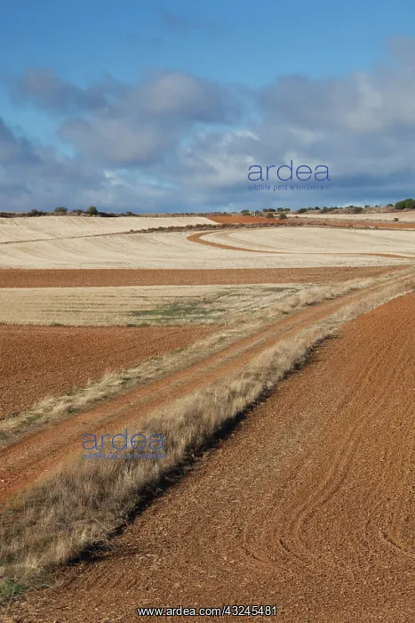 : Spain, Castilla y Leon Region, Zamora Province : Spain, Castilla y Leon Region, Zamora Province