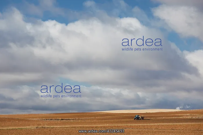 : Spain, Castilla y Leon Region, Zamora Province : Spain, Castilla y Leon Region, Zamora Province