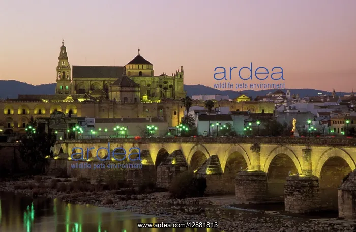: Spain - Cordoba's Puente Romano, spanning the Guadalquivir : Spain - Cordoba's Puente Romano, spanning the Guadalquivir