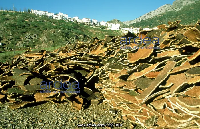 : Spain - In a cork factory at Cortes de la Frontera: : Spain - In a cork factory at Cortes de la Frontera: