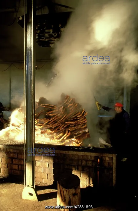 : Spain - In a cork factory at Cortes de la Frontera: : Spain - In a cork factory at Cortes de la Frontera: