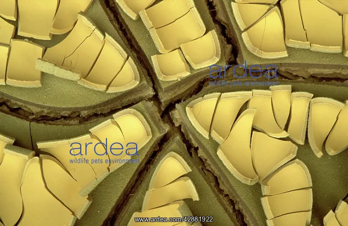 : Spain - Cracked earth in the extreme mineral-rich : Spain - Cracked earth in the extreme mineral-rich