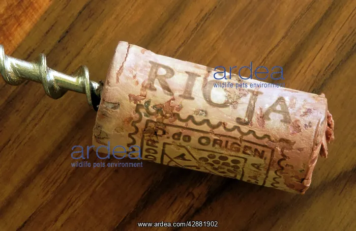 : Spain - The end in the life of a bottle cork: speared : Spain - The end in the life of a bottle cork: speared
