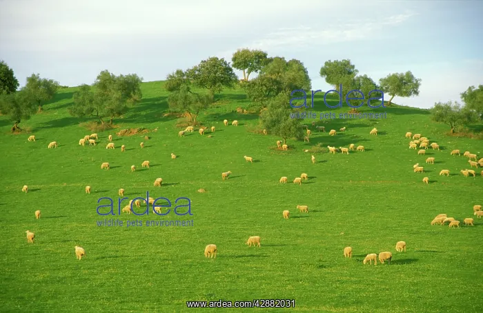 : Spain - Flock of sheep at pasture among holm / holly : Spain - Flock of sheep at pasture among holm / holly