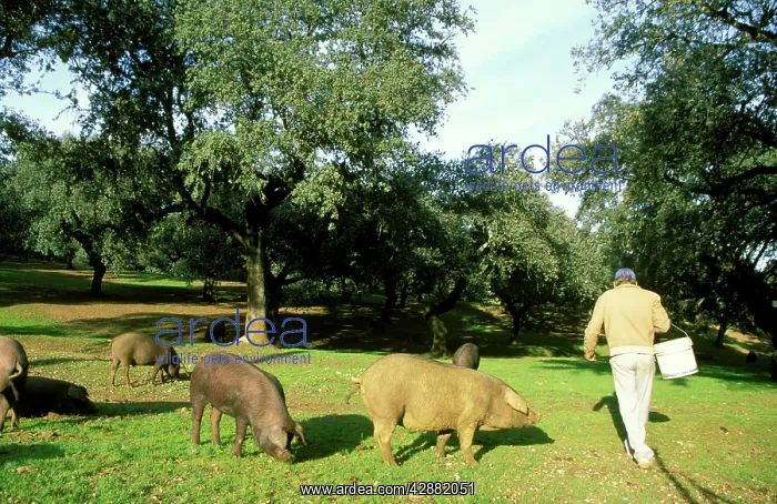 : Spain - Herds of pigs, grazing beneath holm / holly / : Spain - Herds of pigs, grazing beneath holm / holly /