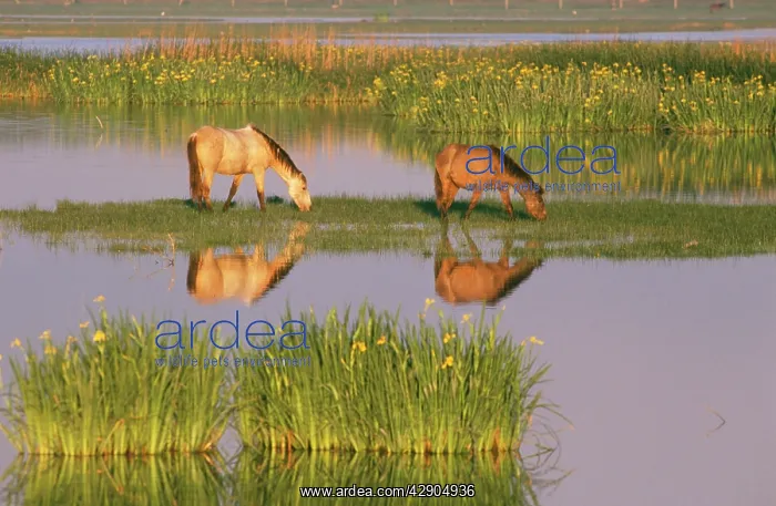 : Spain - Horses in marsh : Spain - Horses in marsh