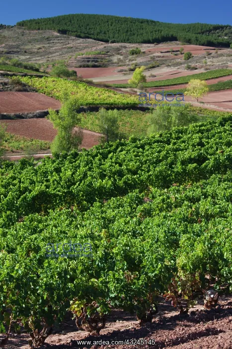 : Spain, La Rioja Region, La Rioja Province : Spain, La Rioja Region, La Rioja Province