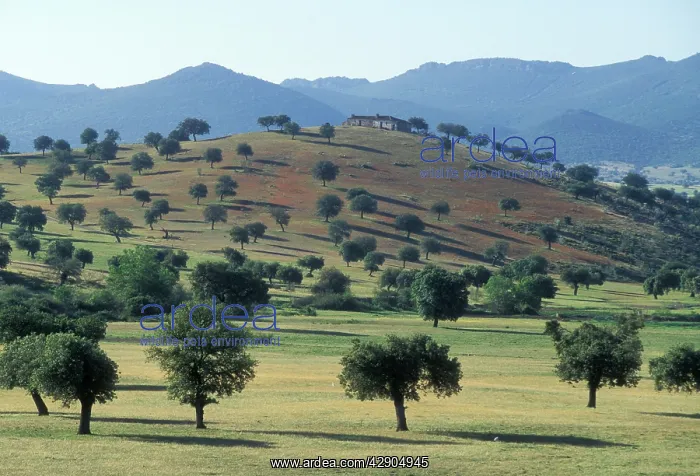 : SPAIN - landscape : SPAIN - landscape
