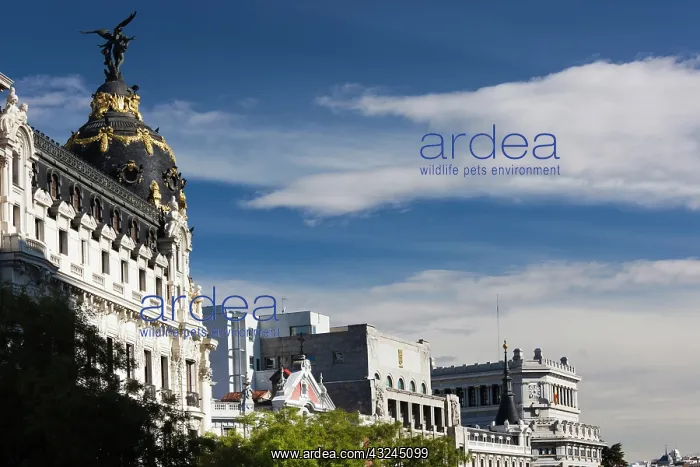 : Spain, Madrid, Centro Area, Metropolitan : Spain, Madrid, Centro Area, Metropolitan