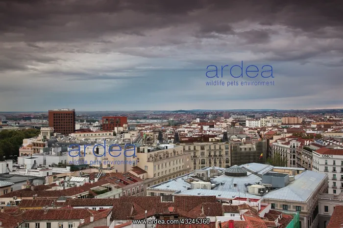 : Spain, Madrid, elevated city view from the : Spain, Madrid, elevated city view from the