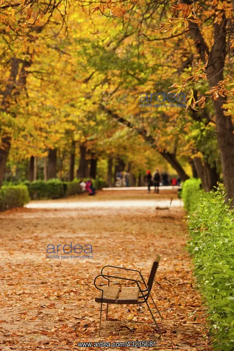 : Spain, Madrid, Parque del Buen Retiro park : Spain, Madrid, Parque del Buen Retiro park