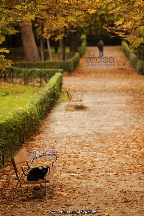 : Spain, Madrid, Parque del Buen Retiro park : Spain, Madrid, Parque del Buen Retiro park