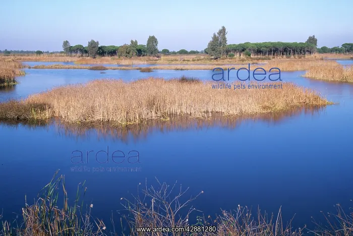 : SPAIN - Marshes and Stone / Umbrella Pines in the : SPAIN - Marshes and Stone / Umbrella Pines in the