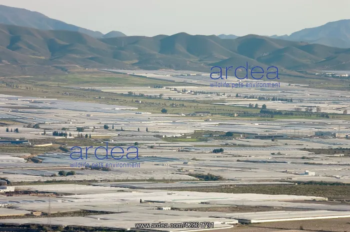 : Spain - Masses of plastic greenhouses at the edge : Spain - Masses of plastic greenhouses at the edge