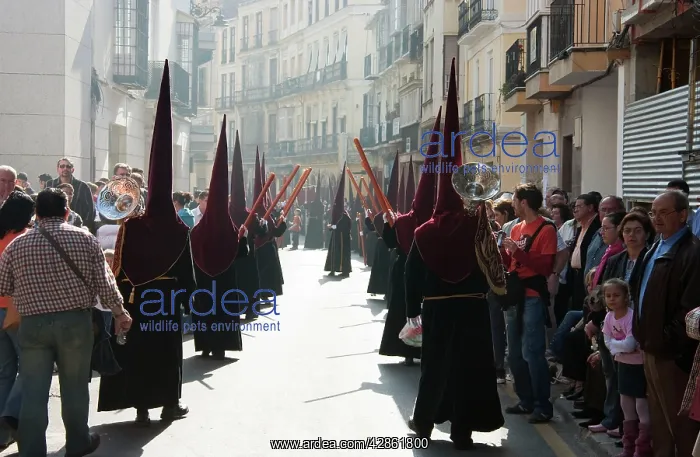 : Spain - Nazarenos (= penitents) at the Semana Santa : Spain - Nazarenos (= penitents) at the Semana Santa