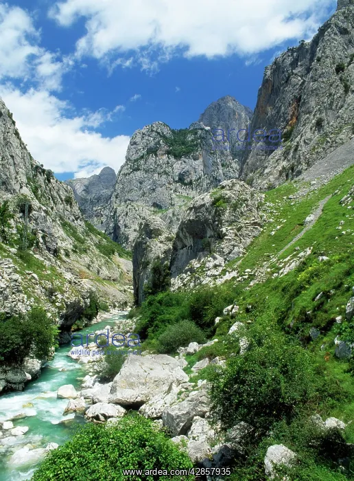 : Spain - Picos De Europa, limestone Rio Cares Gorge : Spain - Picos De Europa, limestone Rio Cares Gorge