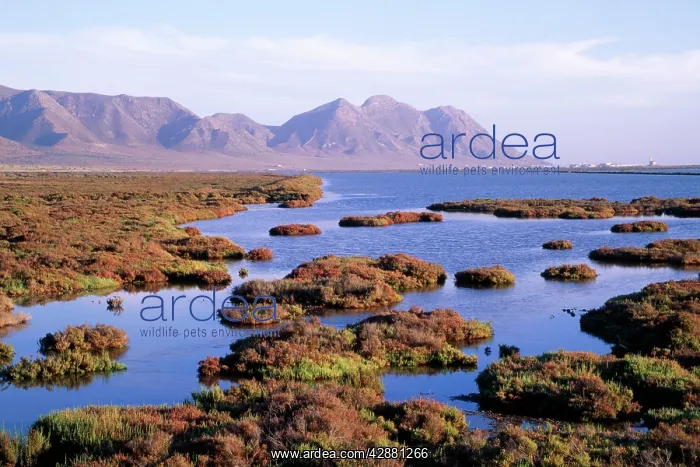 : SPAIN - Saltmarshes against the background of the : SPAIN - Saltmarshes against the background of the